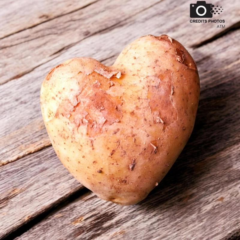 Patate